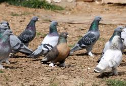 Vazgeçilmeyen bir tutku, saatlerce yanlarında bekliyorlar