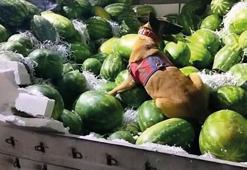 Karpuz yüklü TIR'da 62,5 litre sıvı metamfetamin ele geçirildi