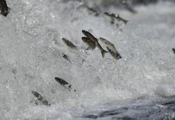 İnci kefalinin muhteşem göçü başlıyor