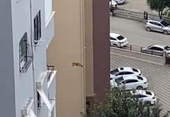 Ağır hasarlı binada kurtarılmak istenen kedi korkup aşağı atladı