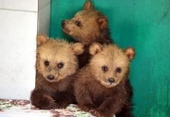 Ziver, Hurşit ve Şekerpare! Ormanda bulundular, yeni yuvalarına götürüldüler