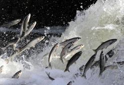 İnci kefalinin zorlu göçü başladı! Ekipler 7/24 nöbet tutuyor