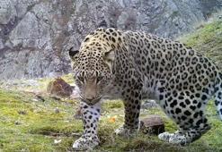 Heyecanlandıran gelişme! Akdeniz ve Ege illerinde Anadolu leoparı