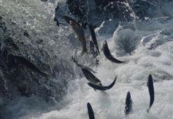 İnci kefalinin muhteşem yolculuğu başladı