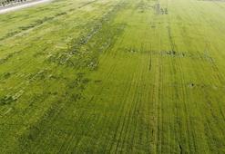 Karadeniz'den çıkan doğal gazla kurulacak gübre fabrikaları çiftçileri umutlandırdı