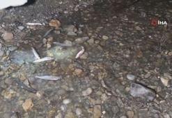 İnci kefali için gece denetimi