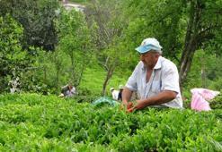 2023 yaş çay sezonu açıldı