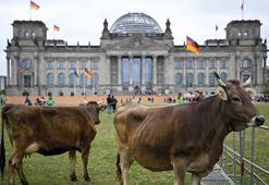 Almanya’da aktivistler meclis önünde inek otlattı: Habitatına uygun yetişsin