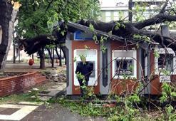 Ağaç 4 ATM'nin üzerine devrildi; para çekmeye devam ettiler!