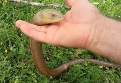 Herkesin yılan sandığı oluklu kertenkeleyi eliyle yakalayıp sevdi