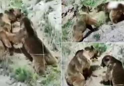 Erkek ayı, dişi ayı ile yavrusunu kavgada öldürdü!