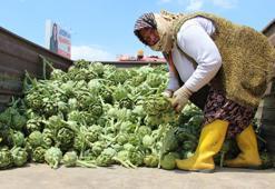 Aydın’da enginar hasadında sona yaklaşıldı
