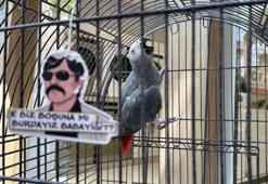 Adana’dan konuşarak gelen papağan Eskişehir'de 'karga' oldu