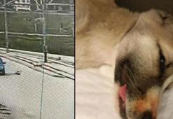 Aracıyla yavru köpeğe çarpıp kaçtı! Güvenlik kamerasına yakalandı