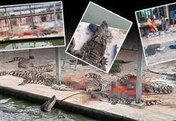 40 timsah aynı anda saldırdı! Geriye sadece ayakkabısı kaldı