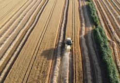 Depremin vurduğu Hatay Amik Ovası'nda buğday hasadı başladı