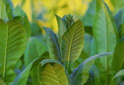 4 milyon hektara tütün ekiliyor