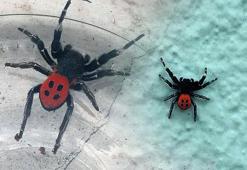 Denizli'de zehirli 'uğur böceği örümceği' görüldü