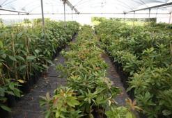 Portakal ağaçları arasında avokado üretimine başladı, şimdi ihracat aşamasında