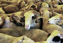 Küçükbaşa büyük talep