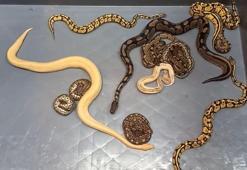 Kadın çorabından 28 piton çıktı! Ekipleri şoke eden olay