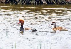 En fazla su kuşu türü Kızılırmak’ta