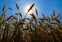 Diyarbakır buğdayında rekolte hedefi 1 milyon 200 bin ton