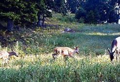 Yaban hayvanları fotokapanda