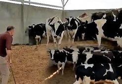 Patrona 3,5 milyonluk büyük şok! Kamyon kiralayıp 28 ineği çaldı