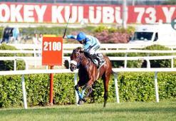 97. Gazi Koşusu'nda zafer Urfa Aslanı'nın! İşte kazandığı ödül