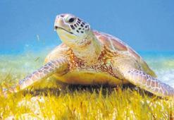 Tatilcilere caretta uyarısı: ‘Dokunmayın uzaktan sevin’