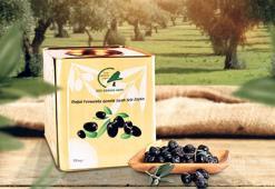 Zeytin alışverişi fidana dönüşecek