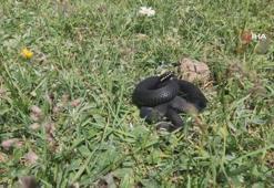 Mantar ararken zehirli Baran engereği buldu