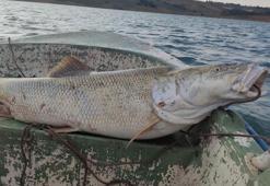 Fırat Nehri'nde 30 kiloluk turna balığı oltaya takıldı