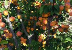 Mersin’de sofralık kayısı sezonu sona erdi