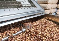 Fındık dalda kalmasın, başakçılar almasın