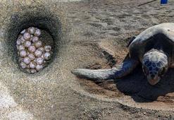 Carettalar rekor kırıyor; yuva sayısı 500'e ulaştı