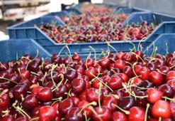 Niğde'nin ihraç edilen kirazının hasadı başladı