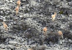 Kırmızı listede yer alıyor! Kayalıklarda böyle görüntülendiler