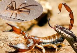 Yılan, örümcek, akrep! Türkiye'de panzehiri olsa da dikkat: 4 ipucu hayat kurtarıyor
