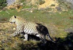 Anadolu Parsı avlayana 1,2 milyon TL ceza