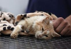 Güney Kıbrıs’taki bulaşıcı hastalık dünya gündeminde: Ada’da 500 kedi ‘FIP’ kurbanı