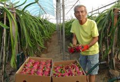 Mersin'de ejder meyvesinin hasadı başladı