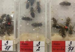 Tam bin 240 canlı arı! Sabiha Gökçen Havalimanı’ında ele geçirildi