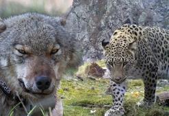 Avlanması yasak hayvanlara zarar verenlere 1,2 milyon lira ceza