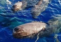 Boyu 20 metre, ağırlıkları 57 ton... Kaş ve Fethiye açıklarında görüntülendi