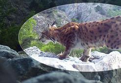 Nesli tükenme tehlikesindeki vaşak fotokapanla görüntülendi