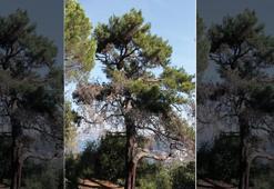 Tarıhın sessiz tanıkları