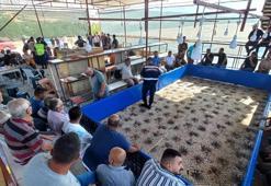 Niğde'de horoz dövüştüren 71 kişiye gözaltı