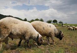 Tokat'ta alarm! Hayvanlara 'mavi dil' karantinası